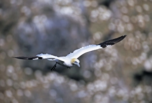 Seabird Prints: Gannet, Sula bassana, adult, Shetland, Scotland