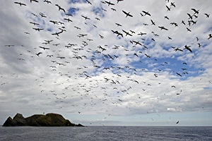 Gannet colony Sula bassana Hermaness Unst Shetland June