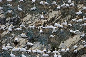 Gannet Sula bassana breeding colony at Hermaness National Nature Reserve on Unst Gannet Sula bassana breeding colony at Hermaness National Nature Reserve on Unst