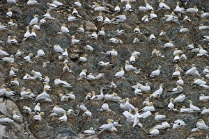 Gannet colony Sula bassana Hermaness Unst Shetland June