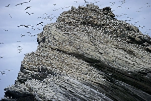 Gannet colony Sula bassana Hermaness Unst Shetland June
