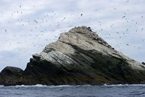 Gannet colony Sula bassana Hermaness Unst Shetland June