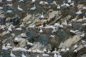 Shetland Prints: Gannet Sula bassana breeding colony at Hermaness National Nature Reserve on Unst