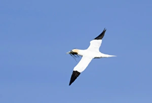Gannet Sula bassana carrying nesting material Noss Shetland summer Gannet Sula bassana carrying nesting material Noss Shetland summer