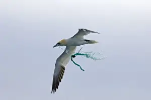 Gannet Prints: Gannet Sula bassana caught in fishing net Noss Shetland May