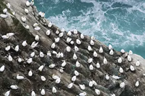 Shetland Prints: Gannet Sula bassana colony on cliff Hermaness Shetland June