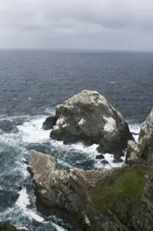 Shetland Prints: Gannet Sula bassana colony on stack Hermaness Shetland June