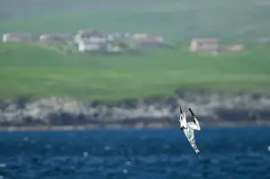 Shetland Prints: Gannet Sula bassana diving off Mousa Shetland June