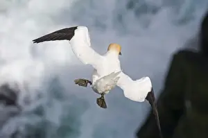 Shetland Prints: Gannet Sula bassana hanging in the wind Hermaness Shetland June