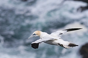 Shetland Prints: Gannet Sula bassana Hermaness Shetland June