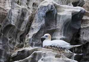 Shetland Prints: Gannet Sula bassana on nest Noss Shetland June