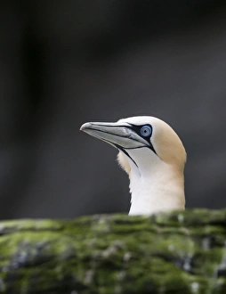 Shetland Prints: Gannet Sula bassana Noss Shetland June