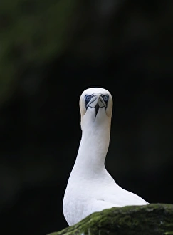 Gannet Sula bassana Noss Shetland June