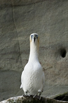 Gannet Sula bassana Noss Shetland summer