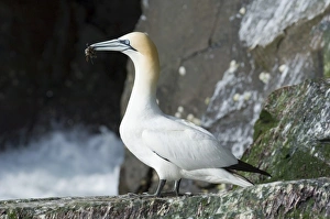 Cliff Prints: Gannet Sula bassana Noss Shetland summer