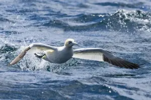 Gannet Prints: Gannet Sula bassana taking off from sea Noss Shetland summer