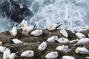 Shetland Prints: Gannet Sula bassanacolony on cliff Hermaness Shetland June