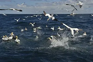 Flock Prints: Gannets Morus bassana diving for Mackerel off Noss Shetland June