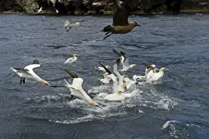 : Gannets Morus bassana diving for Mackerel off Noss Shetland June