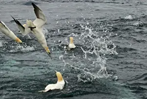 Shetland Prints: Gannets Sula bassana diving for mackerel off Shetland June