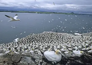 Colony Prints: Gannets Sula bassana nesting on the Bass Rock Scotland July