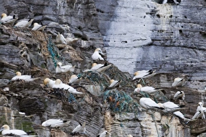 Gannets Sula Bassana on nests many made from fishing net Noss Shetland June Gannets Sula Bassana on nests many made from fishing net Noss Shetland June
