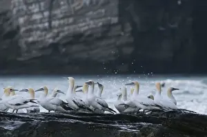 Shetland Prints: Gannets Sula Bassana non breeding and off duty birds gathered at base of cliff on