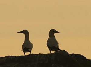 Gannets Sula bassana silhouetted on cliff top on Grassholm Wales Gannets Sula bassana silhouetted on cliff top on Grassholm Wales