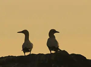 Gannet Prints: Gannets Sula bassana silhouetted on cliff top on Grassholm Wales