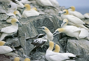 Gannets, Sula bassana, in territorial dispute, Bass Rock, Firth of Forth, Scotland Gannets, Sula bassana, in territorial dispute, Bass Rock, Firth of Forth, Scotland