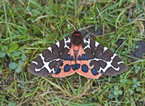 Garden Tiger Moth Holt Norfolk