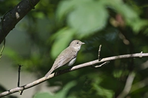 Warbler Prints: Garden Warbler Sylvia borin Norfolk May