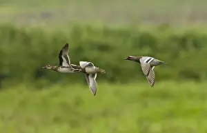 Garganey Prints: Garganey Anas querquedula Candaba Marsh Philippines