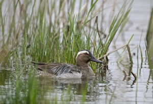 Garganey Anas querquedula male Cley Norfolk spring