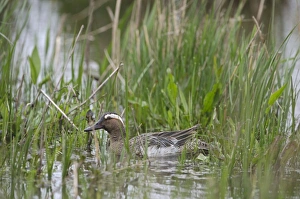 Garganey Anas querquedula male Cley Norfolk spring