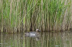 Garganey Anas querquedula male Cley Norfolk spring