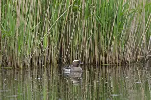 Garganey Anas querquedula male Cley Norfolk spring