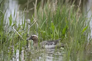 : Garganey Anas querquedula male Cley Norfolk spring