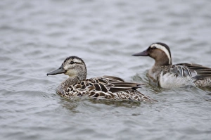 Garganey Anas querquedula pair Cley Norfolk spring