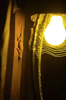 Gecko sp hunting around light on cabin wall Samburu Kenya