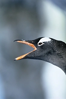 Calling Prints: Gentoo Penguin, Pygoscelis papua, calling, Port Lockroy, Antarctica