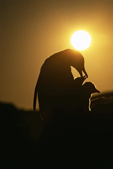 Silhouetted Prints: Gentoo Penguin, Pygoscelis papua, with chicks, silhouetted at sunset, Petermann Island