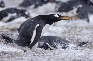 Snowing Prints: Gentoo Penguin Pygoscelis papua at colony in blizzard Sea Lion Island Falklands November