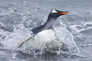 Gentoo Penguin Pygoscelis papua coming ashore Gold Harbour South Georgia November Gentoo Penguin Pygoscelis papua coming ashore Gold Harbour South Georgia November