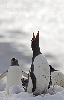 Gentoo Penguin Pygoscelis papua displaying Half Moon Island Antarctica Gentoo Penguin Pygoscelis papua displaying Half Moon Island Antarctica