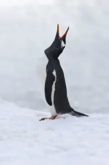 Gentoo Penguin Pygoscelis papua displaying Half Moon Island Antarctica