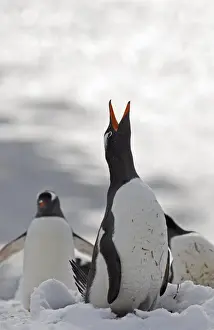 Antarctic Prints: Gentoo Penguin Pygoscelis papua displaying Half Moon Island Antarctica