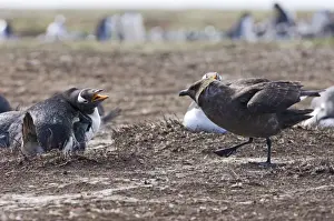 Falklands Prints: Gentoo Penguin Pygoscelis papua fending off Brown Skua on Sea Lion Island Falklands