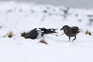 Gentoo Penguin Pygoscelis papua guarding nest from Brown Skua Half Moon Island Antarctica Gentoo Penguin Pygoscelis papua guarding nest from Brown Skua Half Moon Island Antarctica