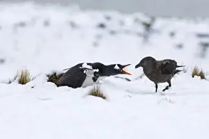 South Georgia Prints: Gentoo Penguin Pygoscelis papua guarding nest from Brown Skua Half Moon Island Antarctica